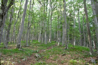 Proti vrhu Potoške
