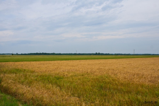 Žitno polje