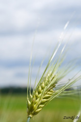 Pšenica