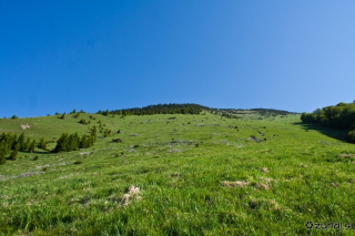 Travnata pobočja proti vrhu