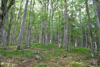 Proti vrhu Potoške