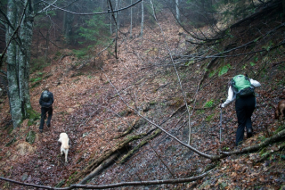 Prečenje potoka