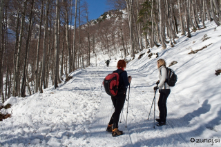 Gozdna cesta