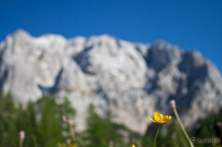 Alpska kulisa