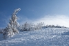 V sneg oddana drevesa