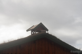Ovca na strehi