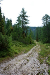 Konec gozdne ceste in začetek vzpona